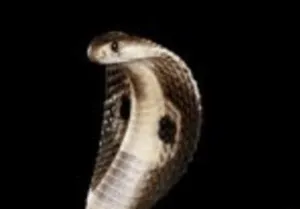Snake Bite Death